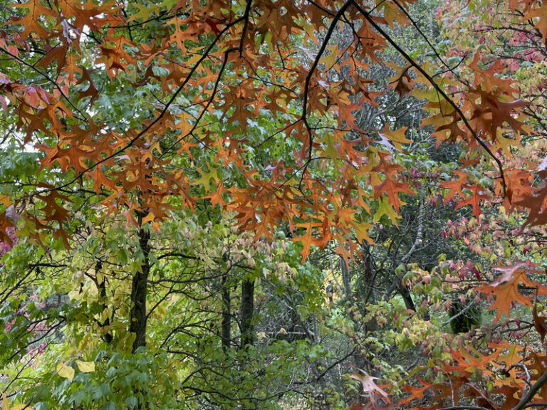 CarlotRenee_PF01_Vernioz-BoisMarquis_148cr1