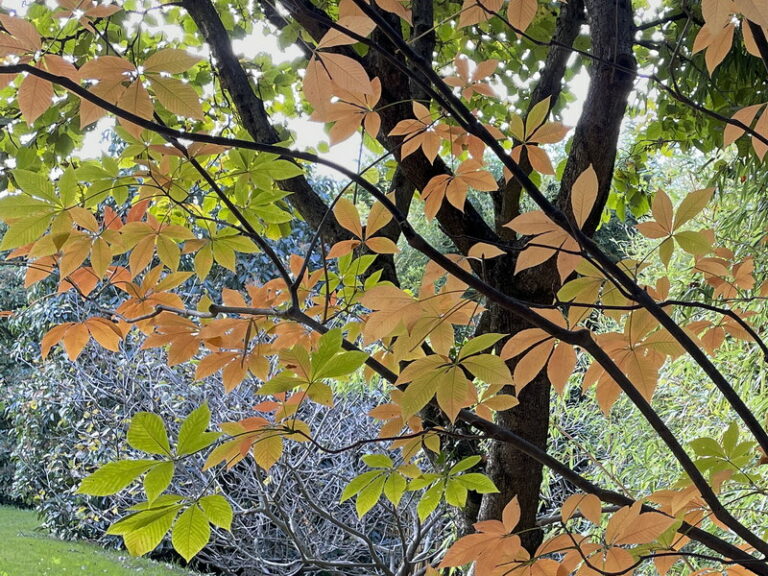 CarlotRenee_PF01_Vernioz-BoisMarquis_221cr1