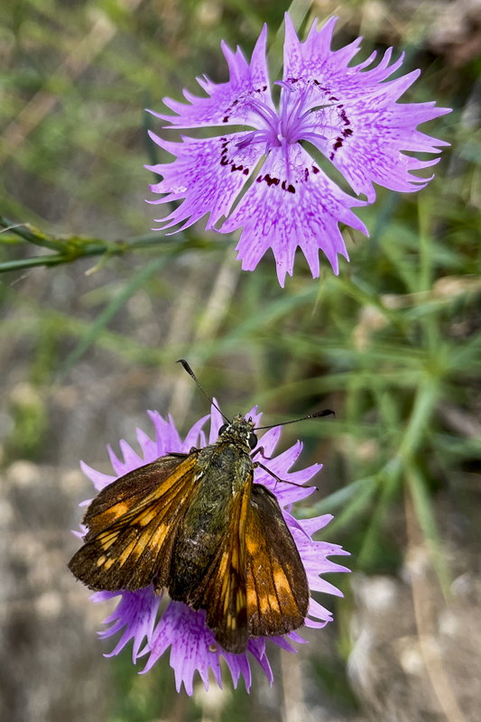 CarlotYvan_PF01_Insectes-PapillonOeillet_2472c