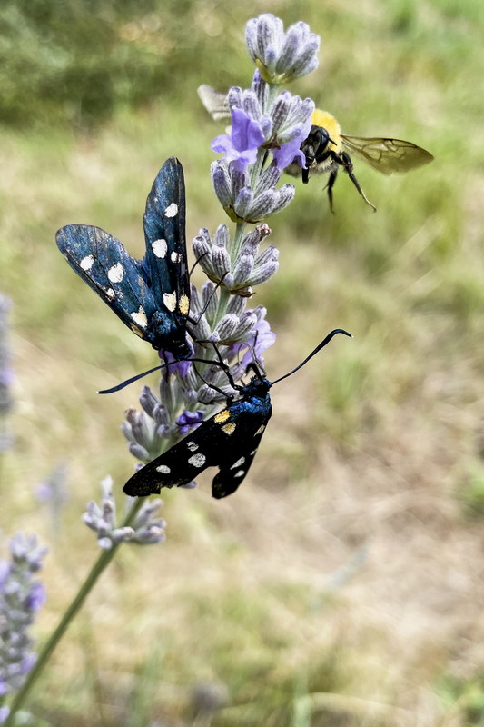 CarlotYvan_PF01_Insectes-ZygènesNoirs_2161c