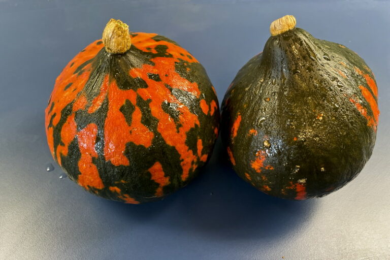 CarlotYvan_PF01_Légumes-PotironsRougesNoirs_3889c
